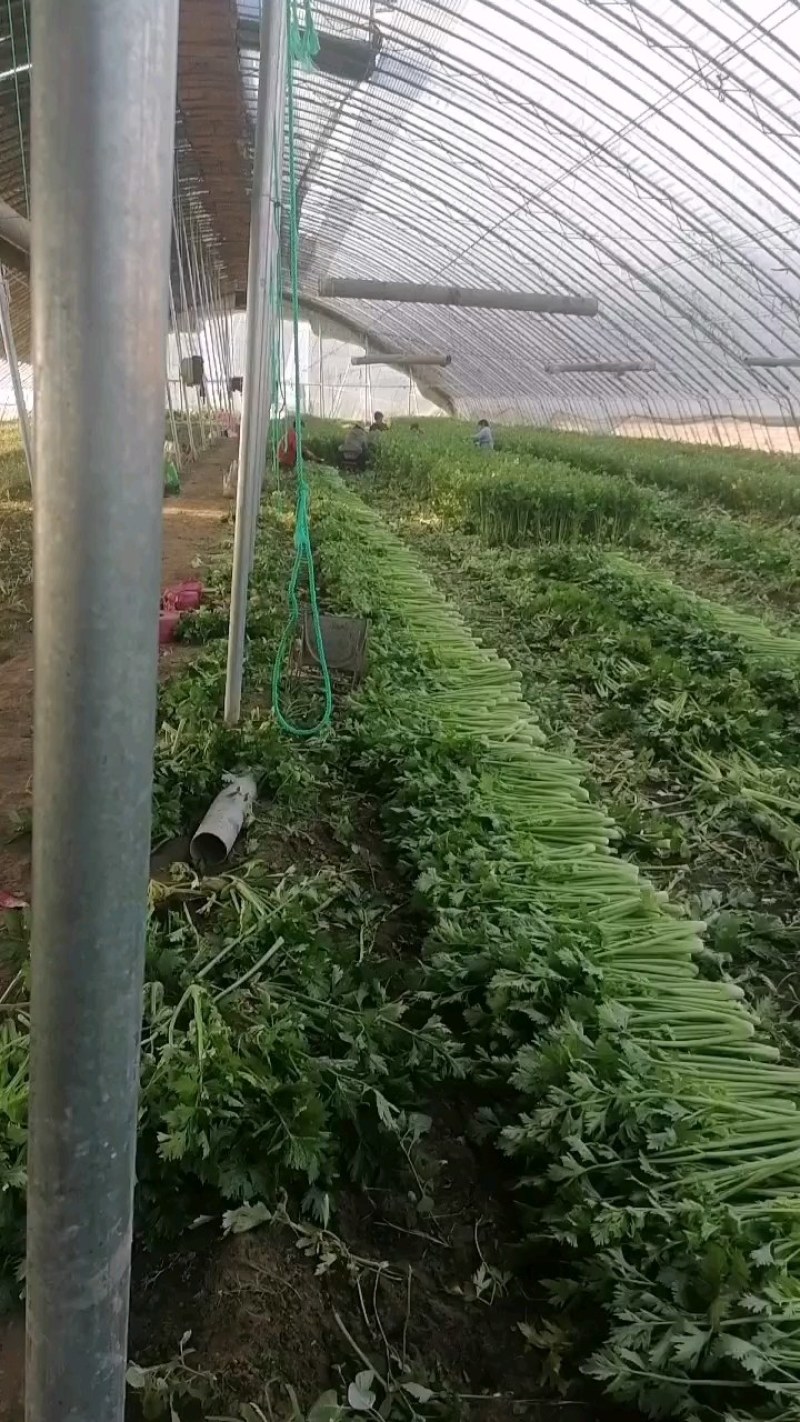 商河万亩芹菜基地，精包装芹菜