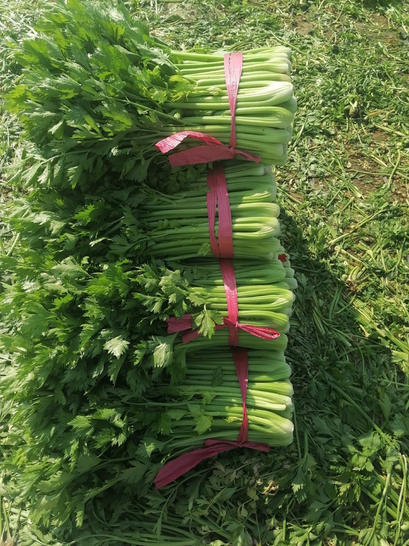 商河万亩芹菜基地，精包装芹菜