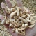 批发西洋参节500克花旗参泡水参丁段腿参节加拿大参种