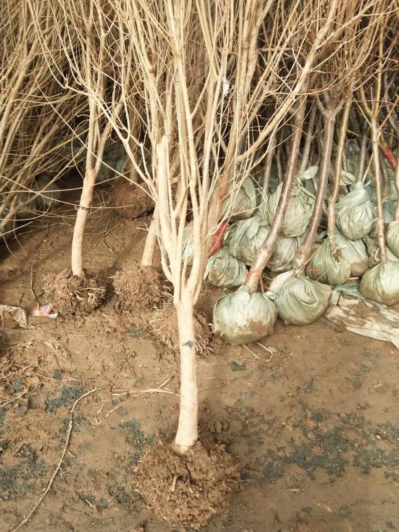蒙阳红石榴苗庭院果树石榴苗适合南北方种植