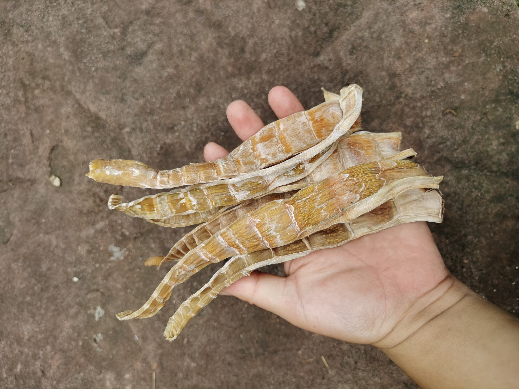 楠竹笋的自然生长环境