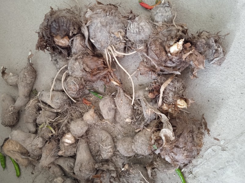 芋仔芋头江西农家自种自销农产品新鲜现挖现寄