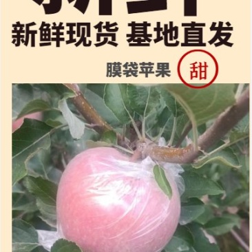 临猗黄土高坡坡上膜代冰糖心红富士苹果箱货毛重十斤净重9斤