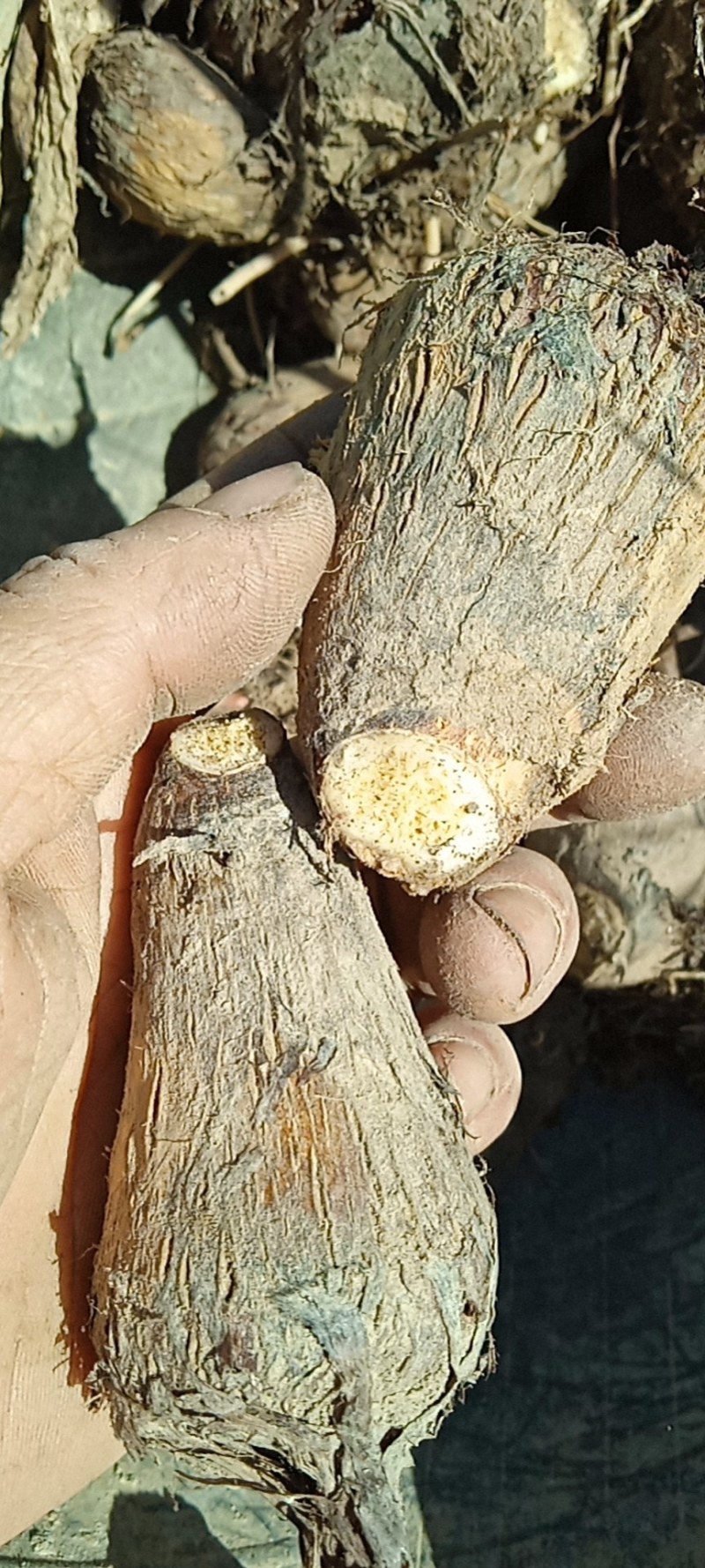 芋仔芋头江西农家自种自销农产品新鲜现挖现寄