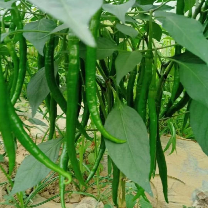 【推荐】廣東徐聞精品线椒大量供应产地直发对接全国