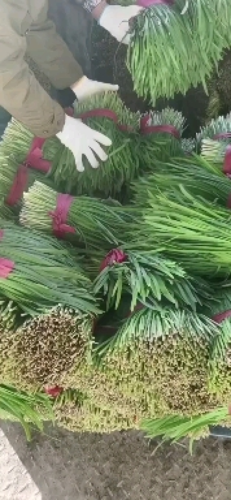韭菜大量有货货，便宜