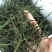 架豆干无添加精品一级二级现货