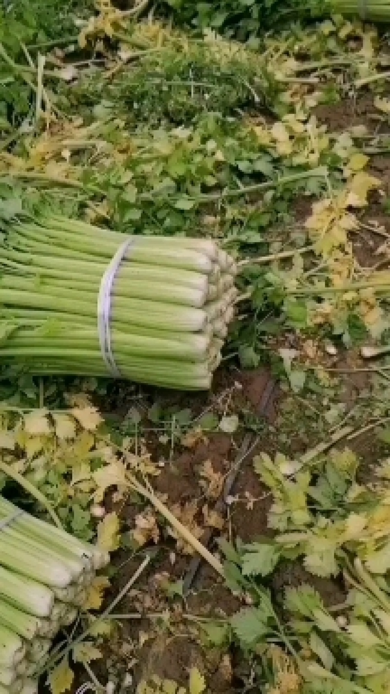芹菜精品西芹上市中，60公分左右。量大优惠品质保障