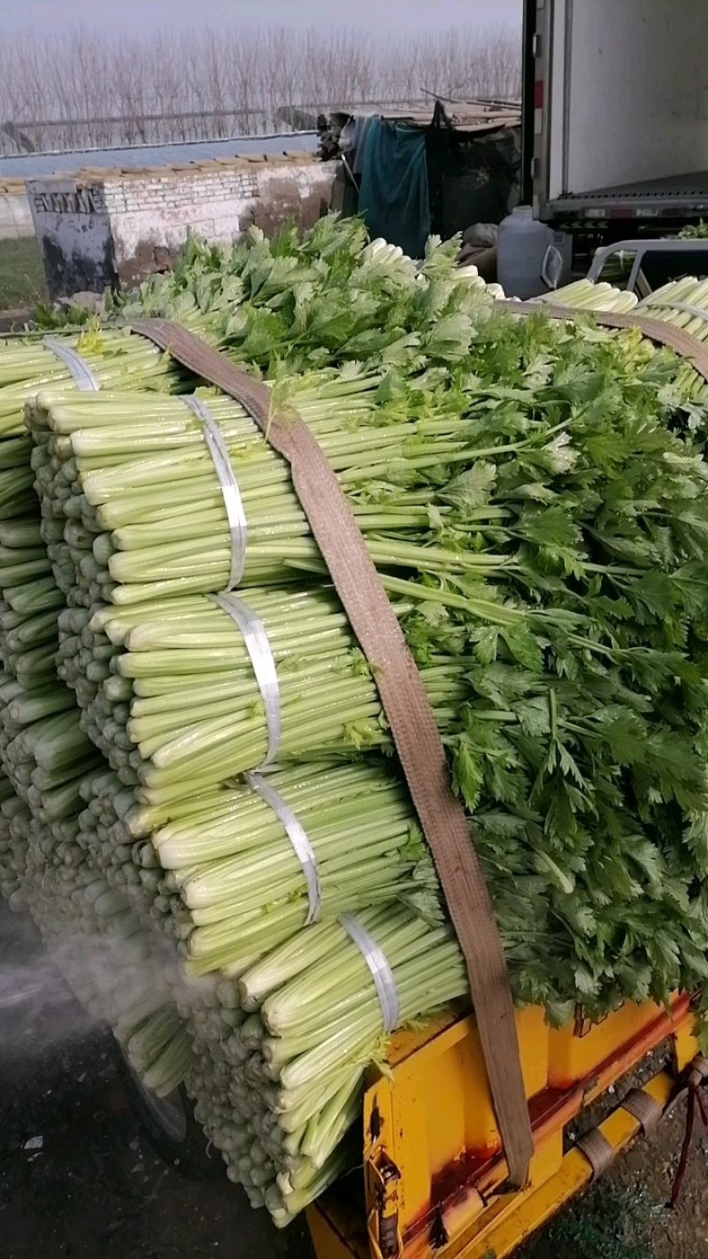 芹菜精品西芹上市中，60公分左右。量大优惠品质保障