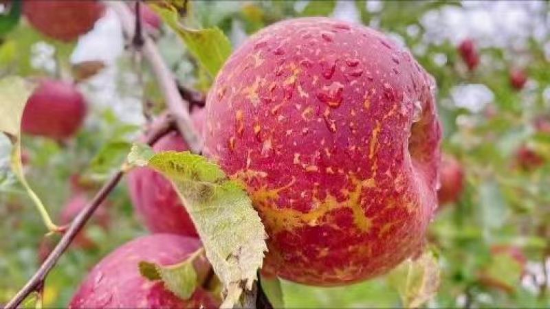 糖心丑苹果大量出货承接线上线下市场批发商超配送一件代发等