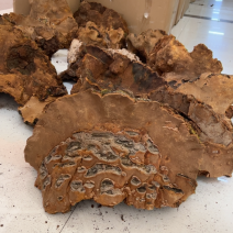 松针桑黄产地批发各种规格齐全量大详谈
