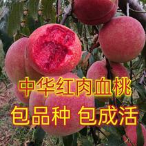 【新品种】桃树苗中华红肉血桃特大果南北方种植包品种包成活