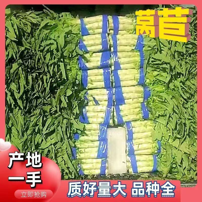 红叶莴笋福建永安红莴笋飞桥紫叶香莴笋