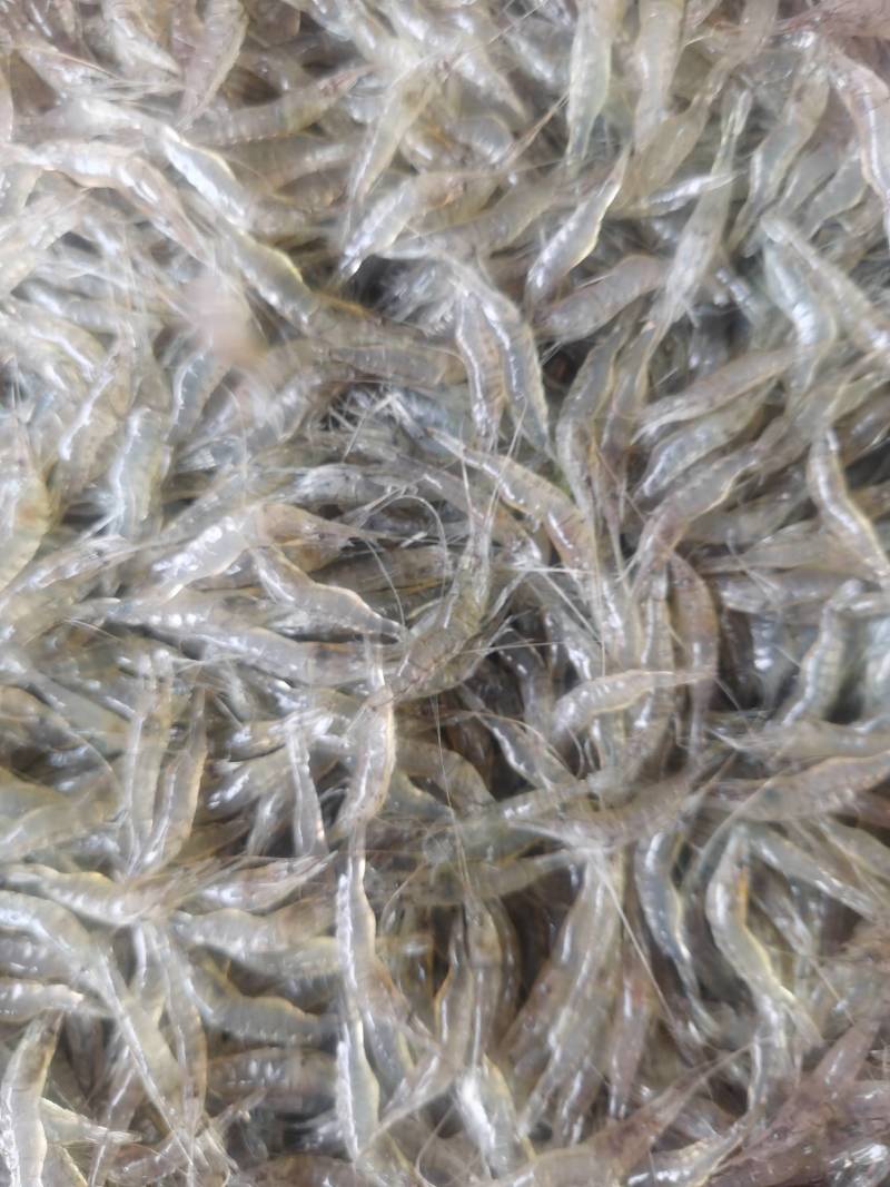 新活虾，小米虾2～3～4～7河虾，一件也是批发价