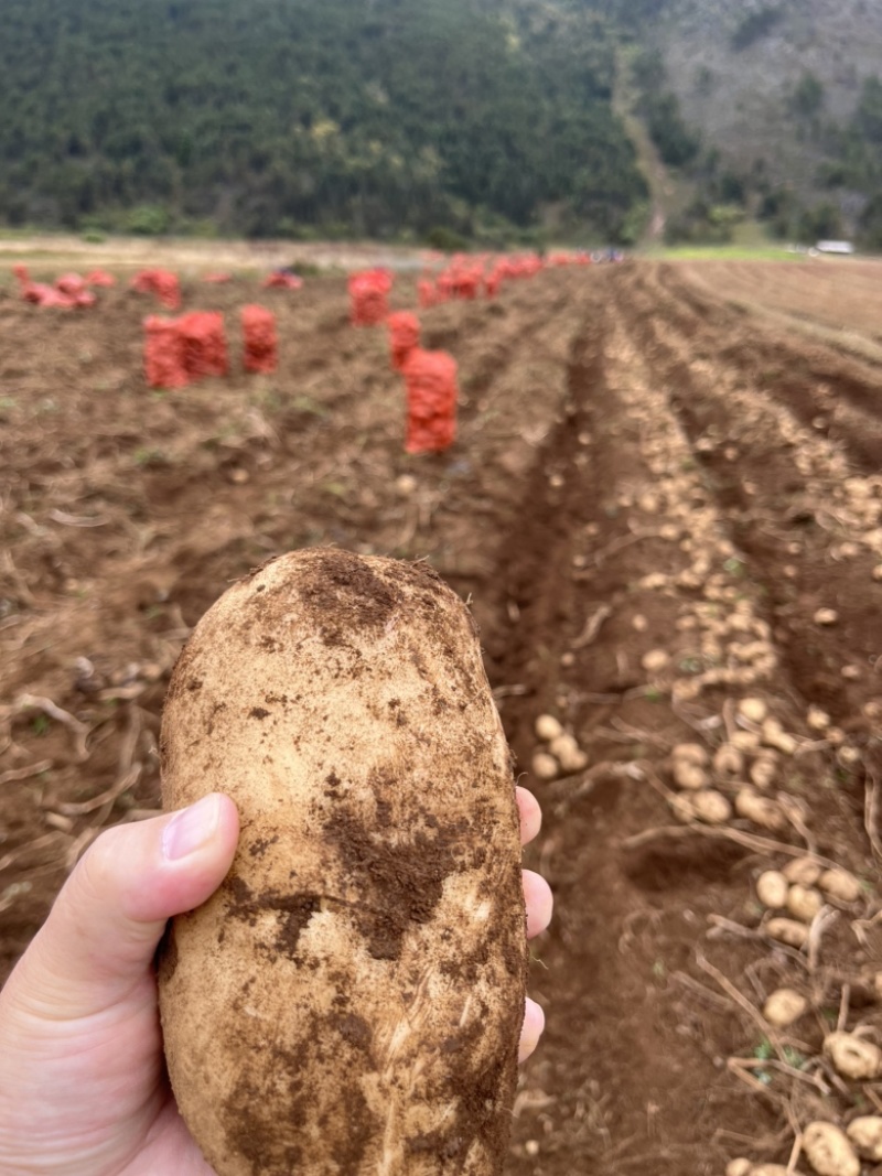 丽薯六号大量有货1250走车