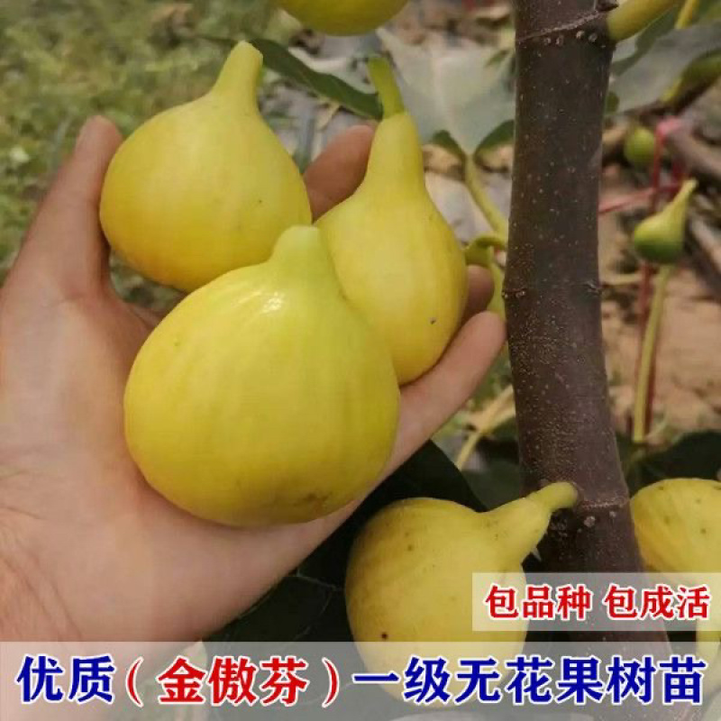 果树金傲芬无花果苗黄色大果美丽亚无花果树苗地栽当年结果