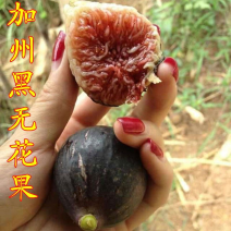 新品种果树苗黑色使命无花果苗加州黑无花果树苗地栽当年结果