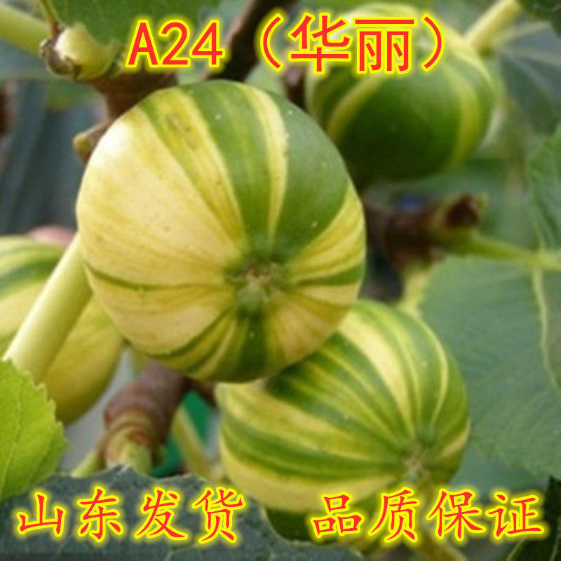华丽无花果树苗当年结果正宗美味华丽无花果苗南北方种植