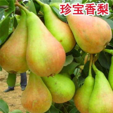 果树苗珍宝香梨嫁接梨树苗南北方种植果树新品种梨树