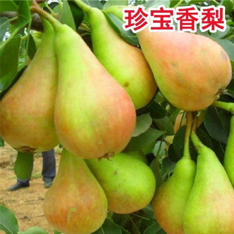果树苗珍宝香梨嫁接梨树苗南北方种植果树新品种梨树
