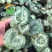 仙客来种球仙客来小苗大花重瓣仙客来盆栽花卉植物好养活
