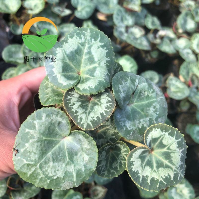 仙客来种球仙客来小苗大花重瓣仙客来盆栽花卉植物好养活