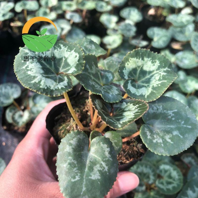 仙客来种球仙客来小苗大花重瓣仙客来盆栽花卉植物好养活