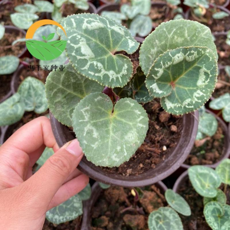 仙客来种球仙客来小苗大花重瓣仙客来盆栽花卉植物好养活