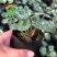 仙客来种球仙客来小苗大花重瓣仙客来盆栽花卉植物好养活