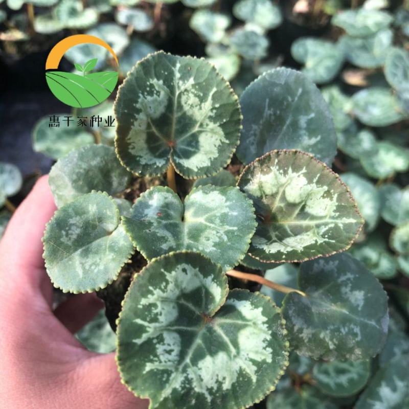 仙客来种球仙客来小苗大花重瓣仙客来盆栽花卉植物好养活