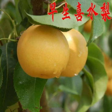 果树苗直发早生喜水梨树苗嫁接梨苗梨苗庭院地栽南方北方种植