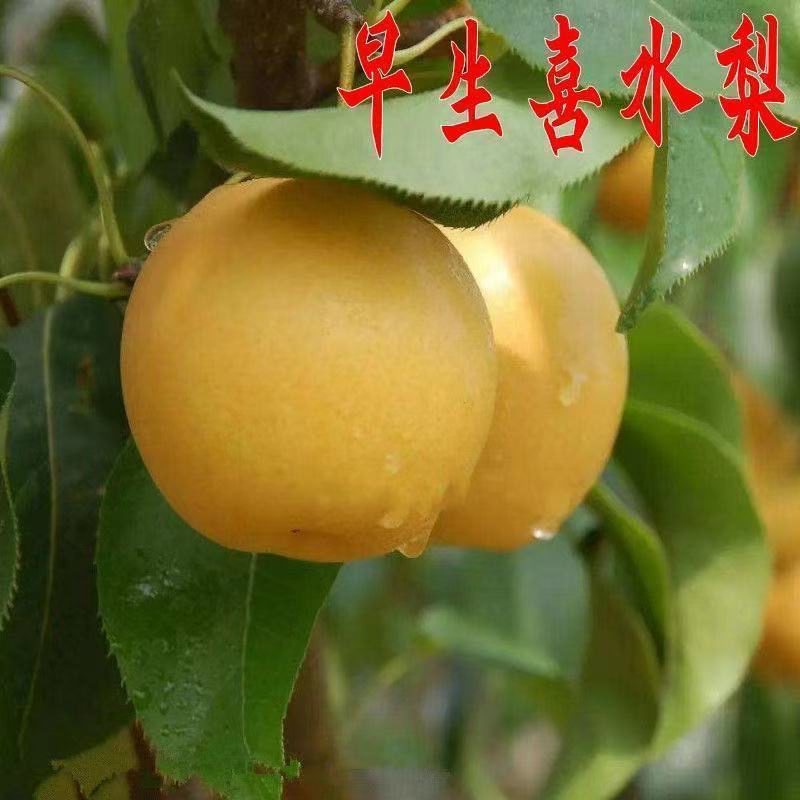 果树苗直发早生喜水梨树苗嫁接梨苗梨苗庭院地栽南方北方种植