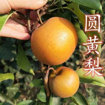 果树苗嫁接梨树苗圆黄梨树苗地栽圆黄梨子树苗南方北方种植