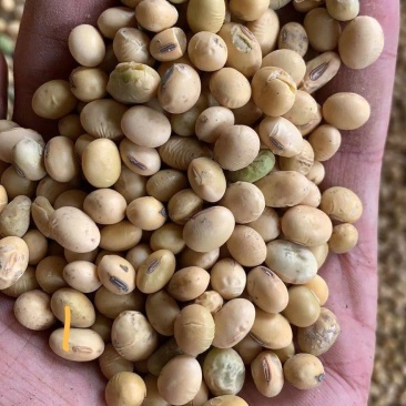 双比重筛选河南豆水分13内蛋白42