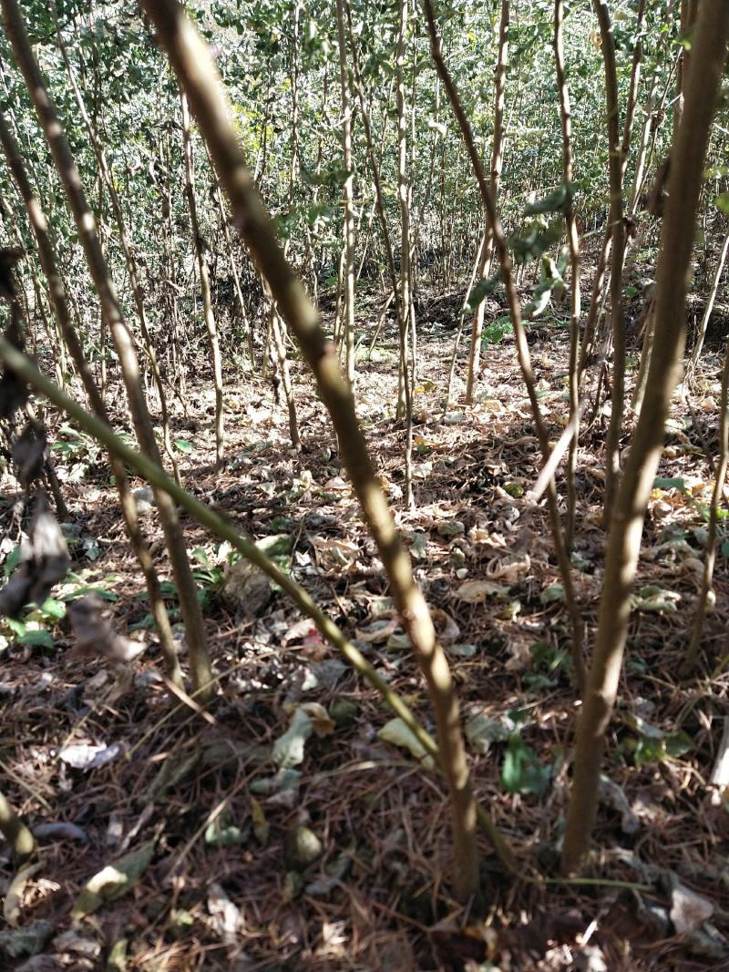 刺槐苗