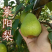 嫁接梨子树苗莱阳梨树苗梨苗当年结果南方北方种植地栽