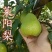 嫁接梨子树苗莱阳梨树苗梨苗当年结果南方北方种植地栽