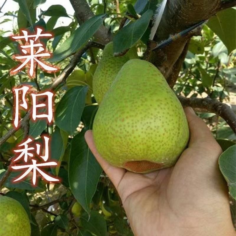 嫁接梨子树苗莱阳梨树苗梨苗当年结果南方北方种植地栽