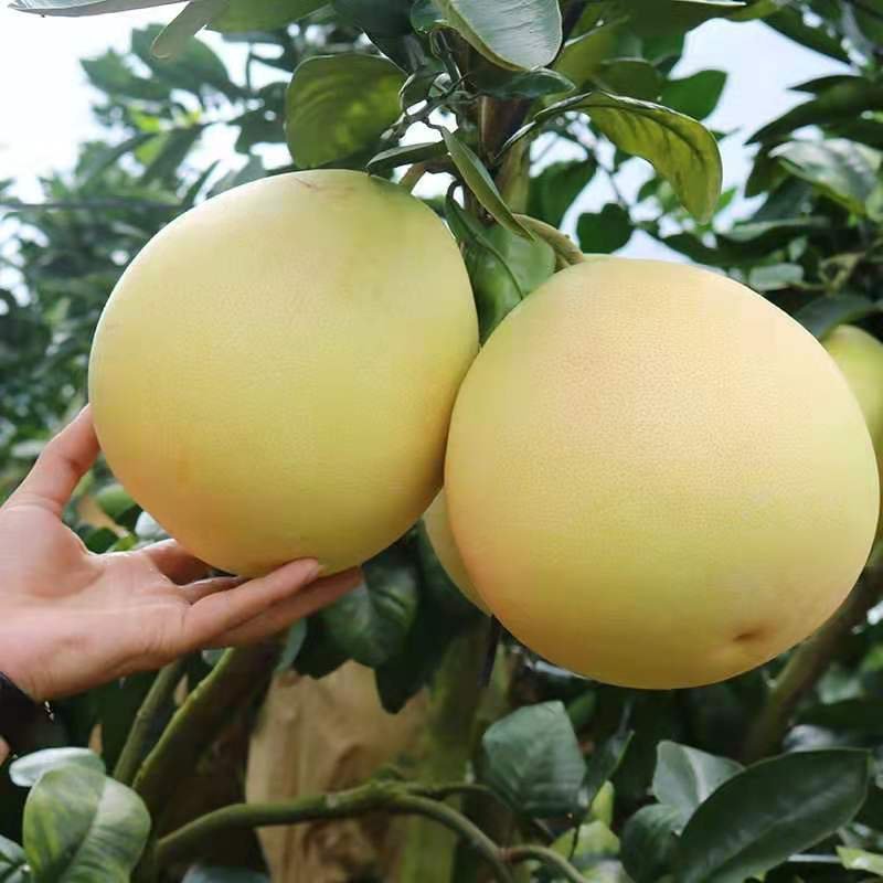 《实力商家》红心蜜柚，葡萄柚品种齐全，保质保量，电商，