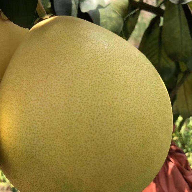《实力商家》红心蜜柚，葡萄柚品种齐全，保质保量，电商，