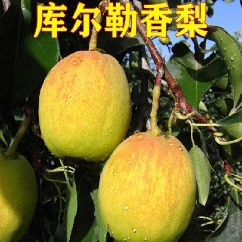 果树苗嫁接梨子树苗库尔勒香梨树苗梨苗南方北方种植当年结果