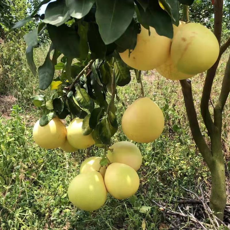 《实力商家》红心蜜柚，葡萄柚品种齐全，保质保量，电商，