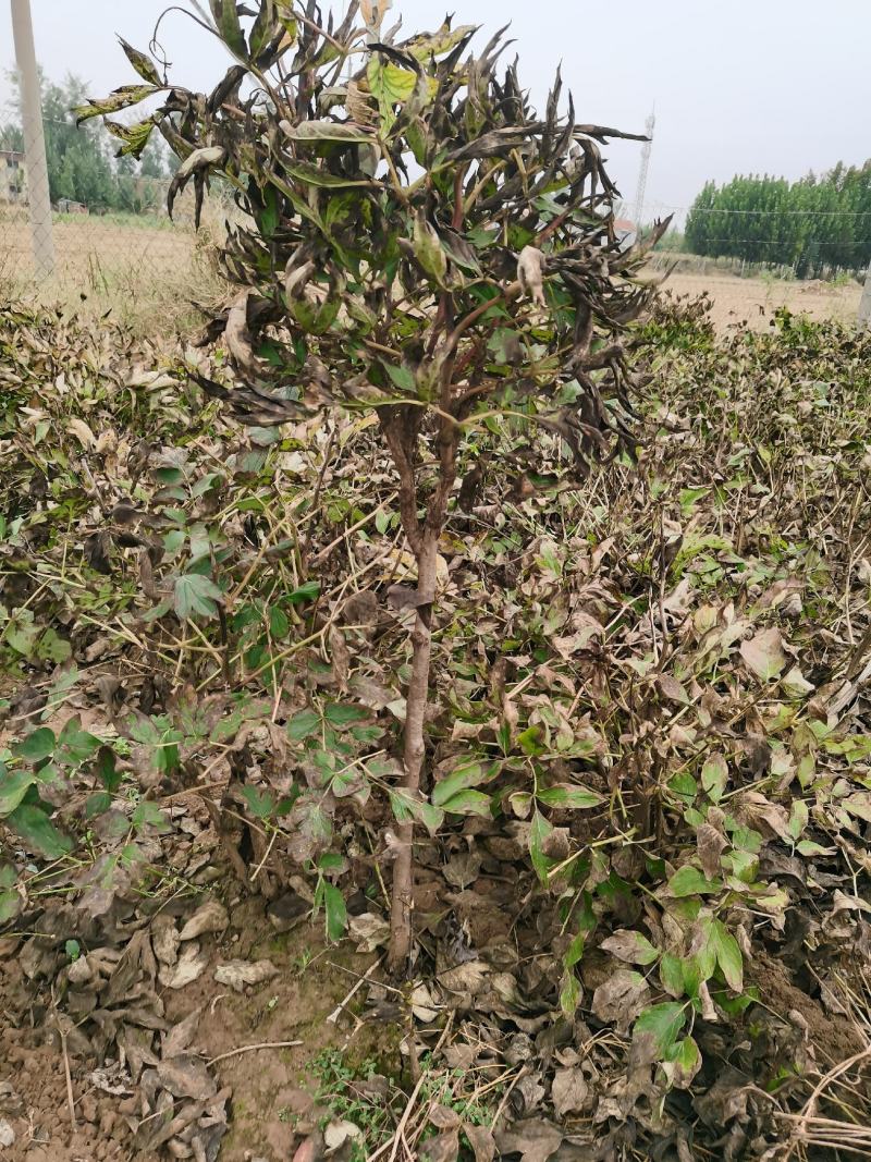 首案红牡丹秋季裸根发货紫根盆栽地栽牡丹菏泽大城牡丹发货
