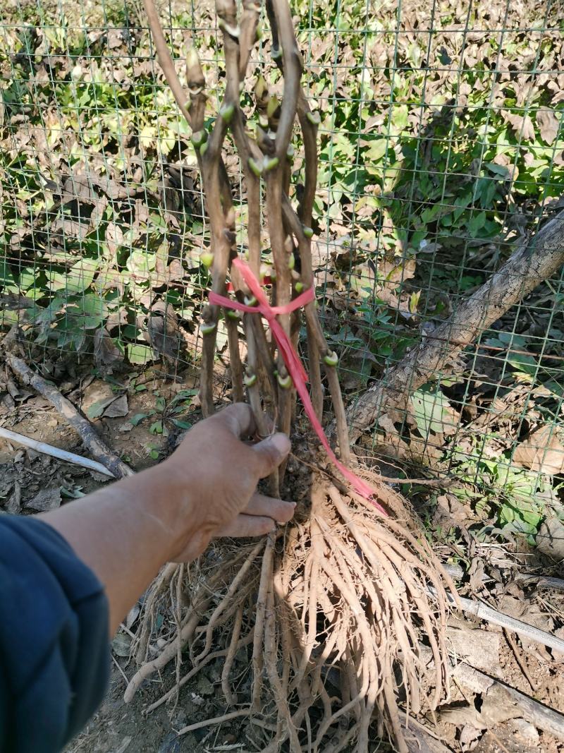 首案红牡丹秋季裸根发货紫根盆栽地栽牡丹菏泽大城牡丹发货
