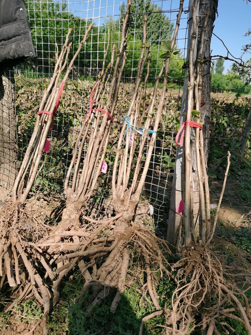 首案红牡丹秋季裸根发货紫根盆栽地栽牡丹菏泽大城牡丹发货