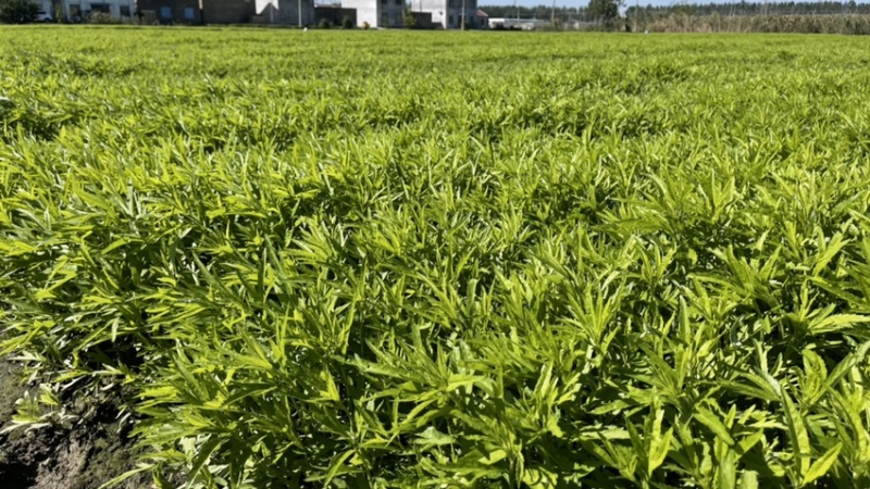小叶芦蒿苏北千亩芦蒿基地上市。