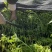 小叶芦蒿苏北千亩芦蒿基地上市。