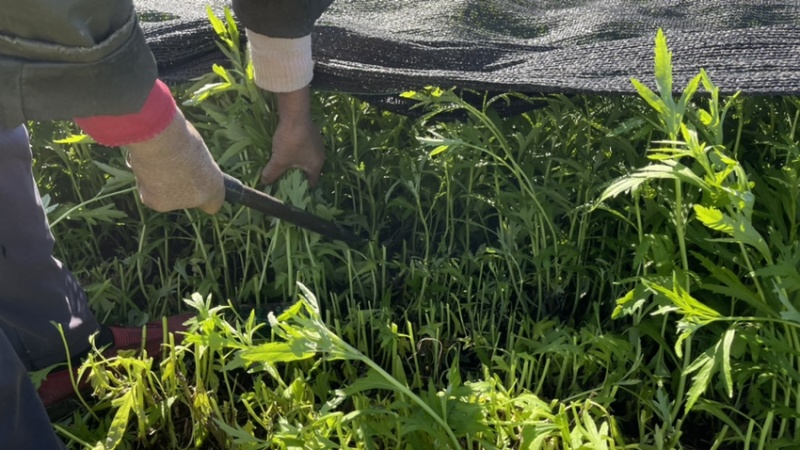 小叶芦蒿苏北千亩芦蒿基地上市。