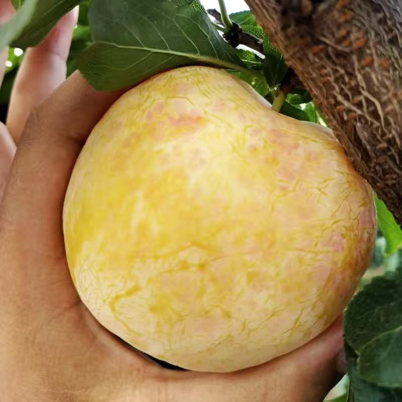 新品种早熟未来一号大油桃苗当年结果南北方种植