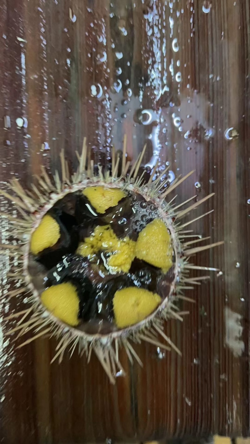 大连黄海胆，黄金海胆现货。大连一手货源。
